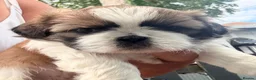 Shih Tzu dogs for sale: Litter 5 Shih Tzu puppy’s  - Advert 5