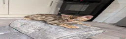 Bengal cats for sale: 🔥✨Pedigree TICA-Registered Bengals - Advert 30