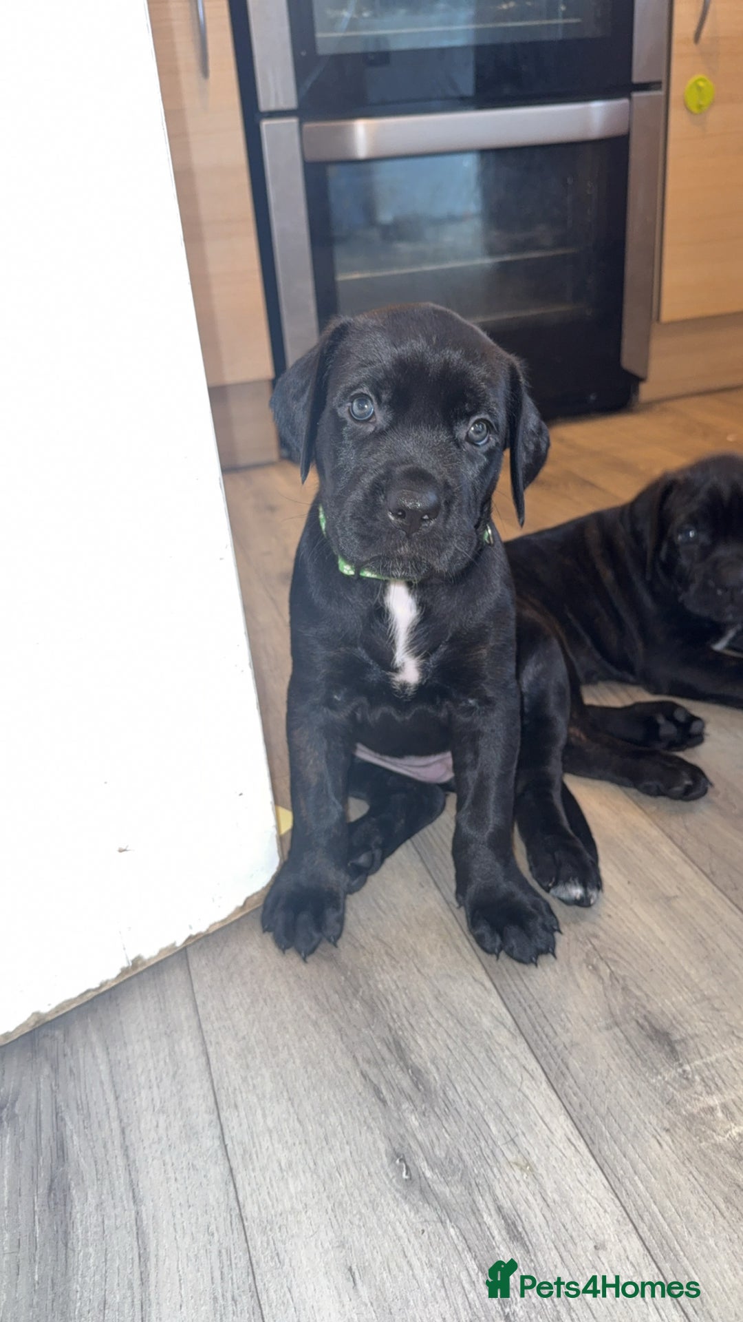 Cane Corso dogs for sale: Cane Corso pups - Image 9