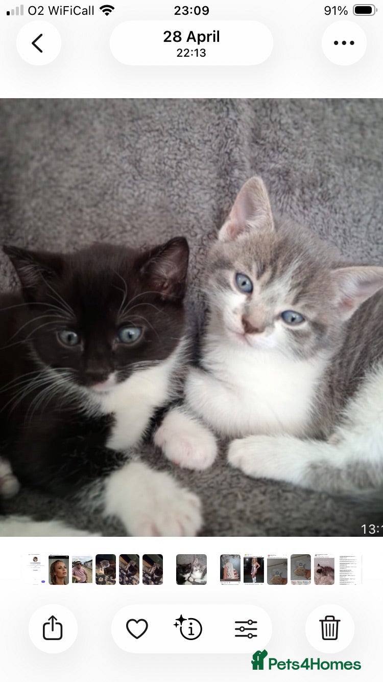 Mixed Breed cats Beautiful loving little kitties - Advert 1