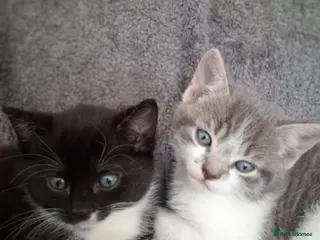 Mixed Breed cats Beautiful loving little kitties - Advert 1