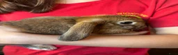 Mini Lop rabbits for sale: Beautiful baby Mini Lops - Advert 4