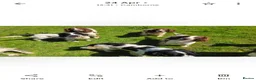 English Springer Spaniel dogs for sale: ⭐️ KC Home Reared Tested Springer Pups ⭐️ - Advert 6