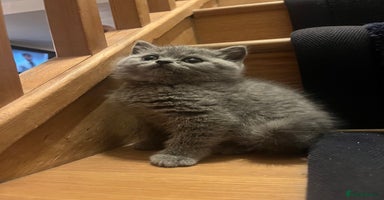 British Shorthair cats - Advert 4