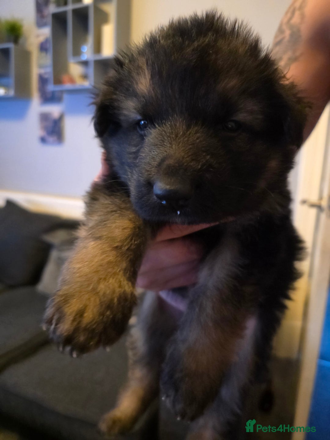 German Shepherd dogs for sale: Last remaining beautiful girl german shepherd pup - Advert 2