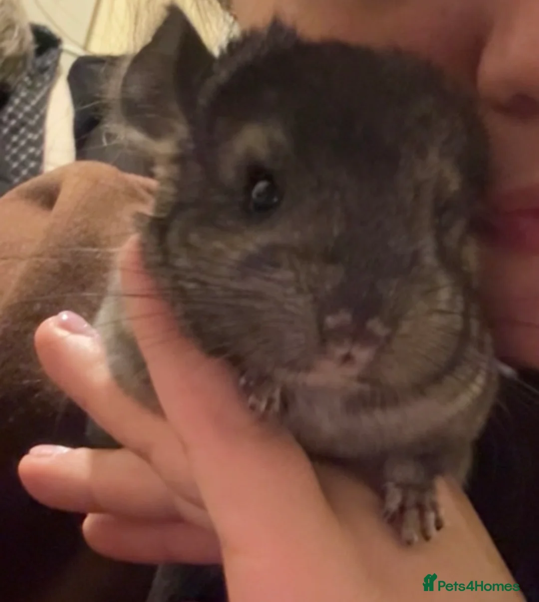 Chinchilla rodents for sale: Female chinchilla for sale (4months) - Advert 2