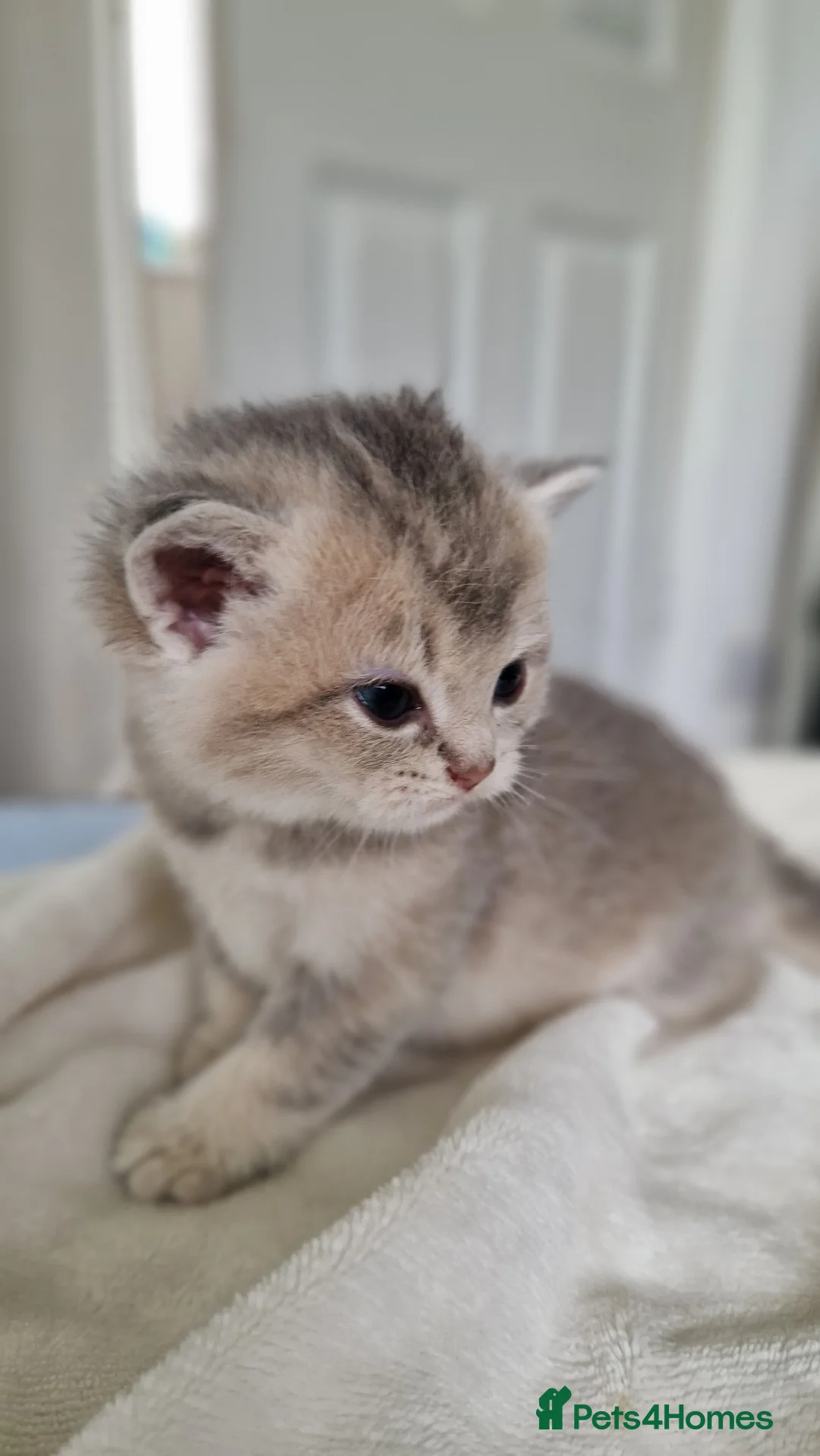 British Shorthair cats for sale: Reduced ggcf reg BritishShorthair🐾 Kittens🐾 - Advert 15