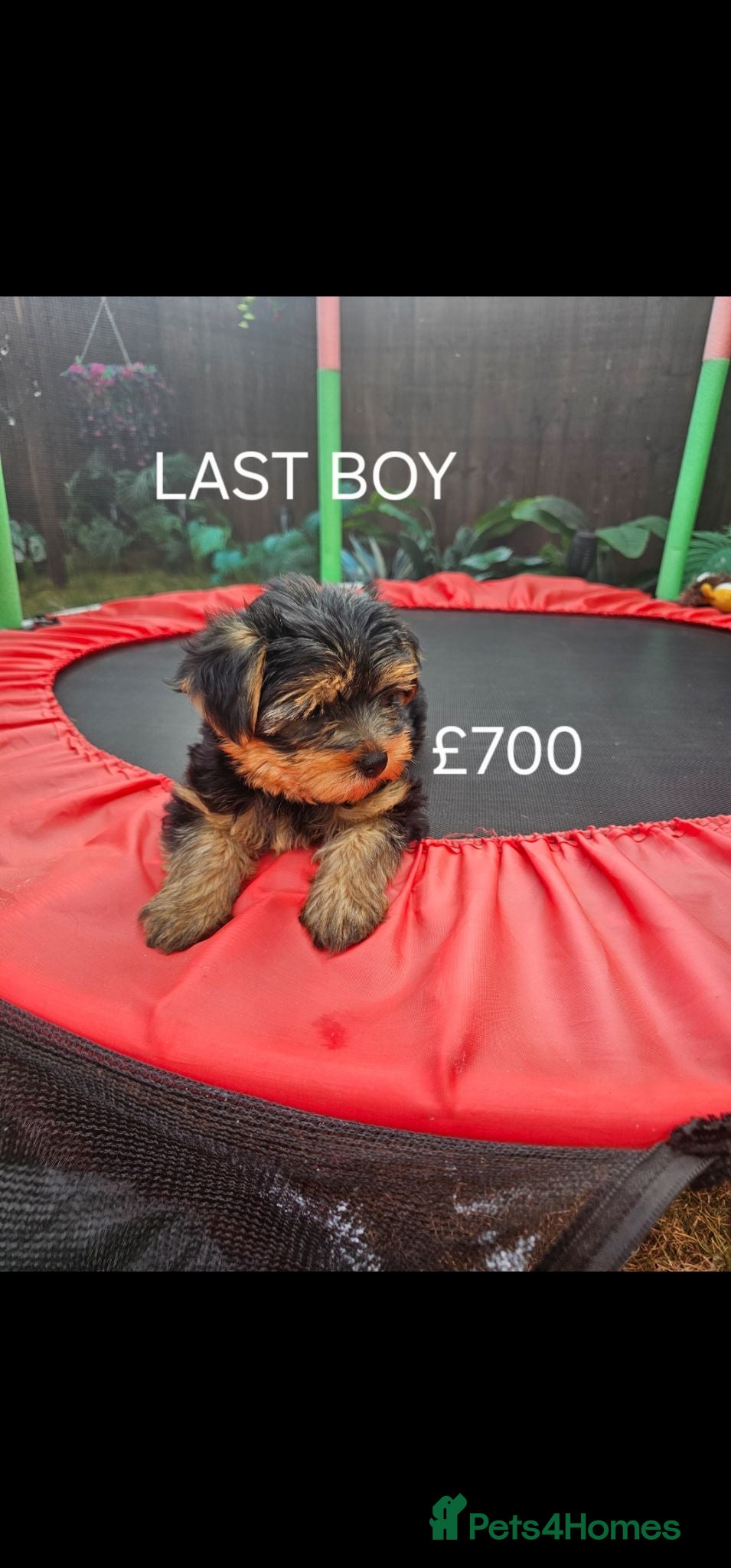 Yorkshire Terrier dogs Yorkshire terrier puppies - Advert 2