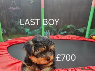 Yorkshire Terrier dogs Yorkshire terrier puppies - Advert 2