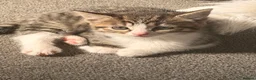 Mixed Breed cats for sale: 3 Beautiful Tabby & White Kittens - Advert 18