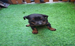 Dobermann dogs for sale: Rottweiler/Doberman  - Image 5