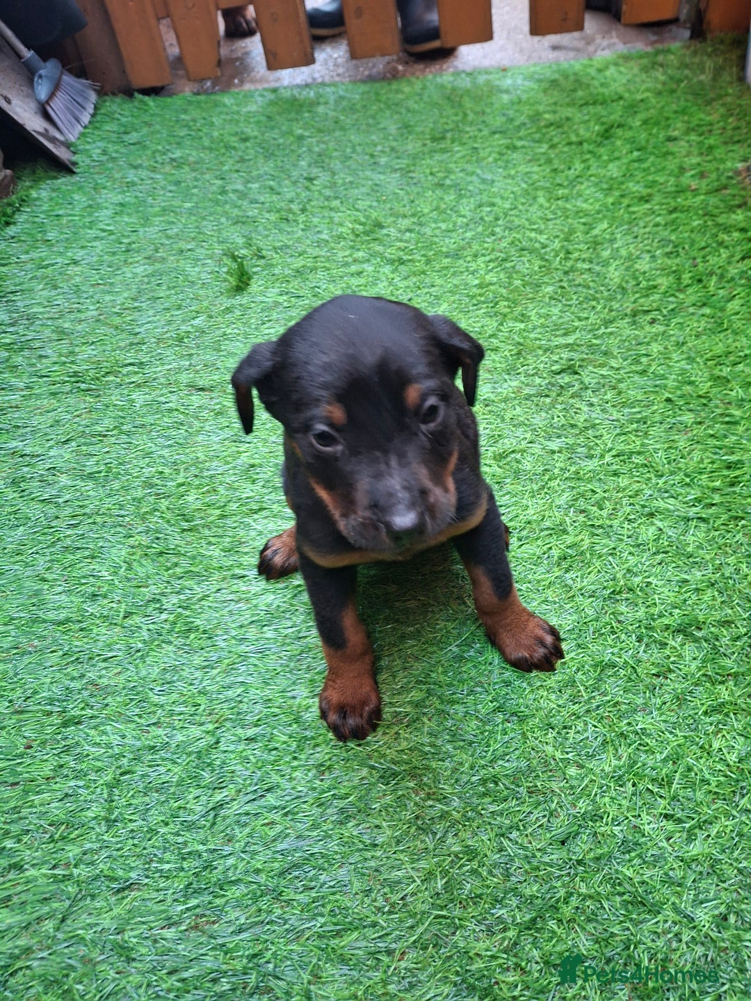 Dobermann dogs for sale: Rottweiler/Doberman  - Image 5