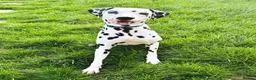 Dalmatian dogs for adoption: Bono 4yrs Dalmatian  in Newmarket - Advert 1