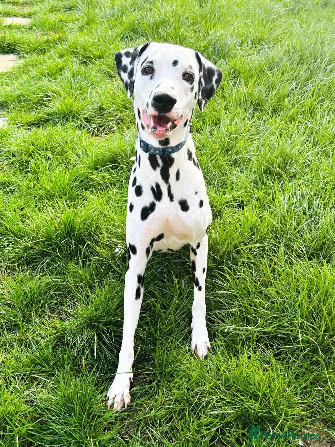 Dalmatian dogs for adoption: Bono 4yrs Dalmatian  in Newmarket - Advert 1