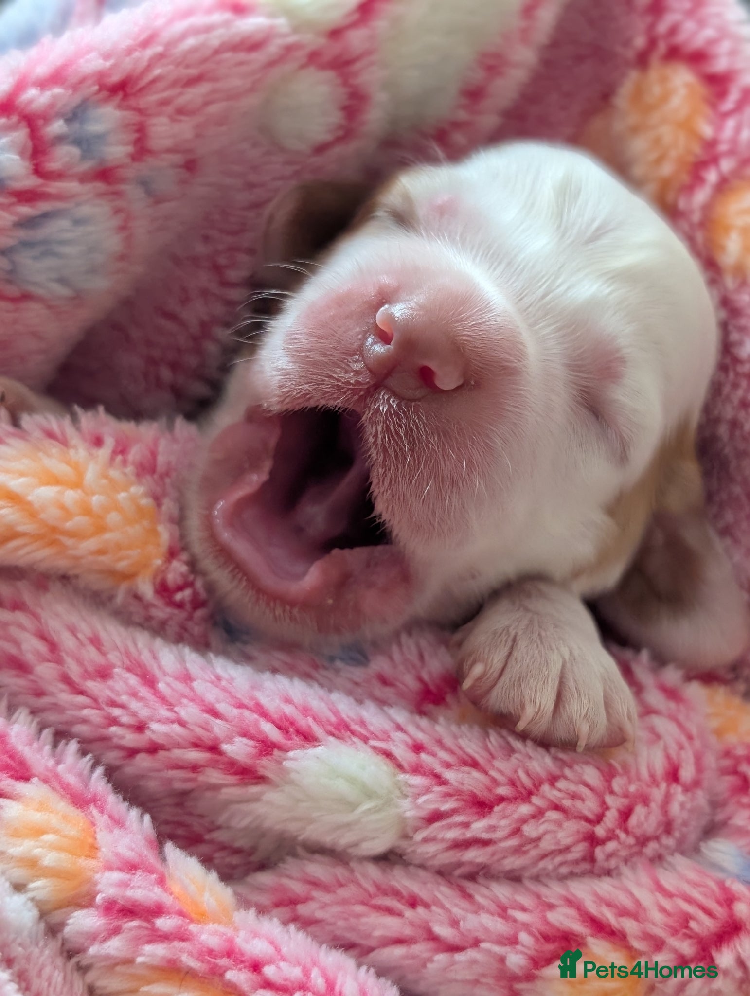 Sprocker dogs Sprocker puppies (generating any early interest) - Advert 7