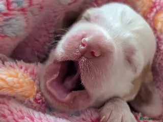 Sprocker dogs Sprocker puppies (generating any early interest) - Advert 7