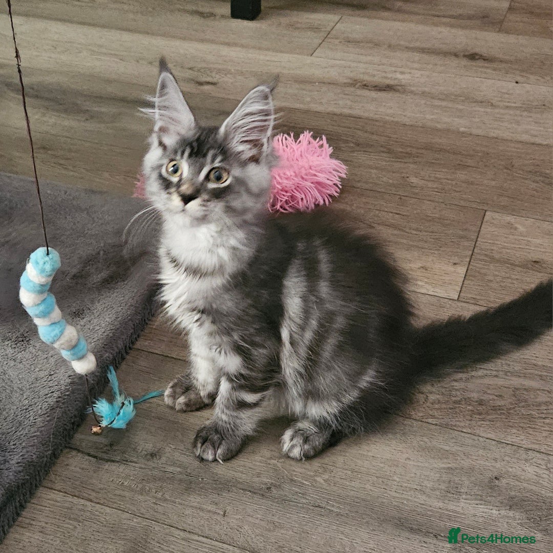 Maine Coon cats for sale:  💖💖 XL MAINE COON *💖💖 ACTIVE 💖💖READY NOW - Advert 1