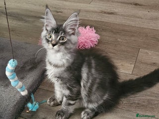 Maine Coon cats for sale: 💖💖 XL MAINE COON *💖💖 ACTIVE 💖💖READY NOW - Advert 2