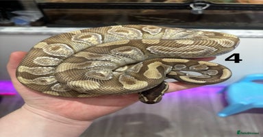Mixed Breed reptiles - Advert 2