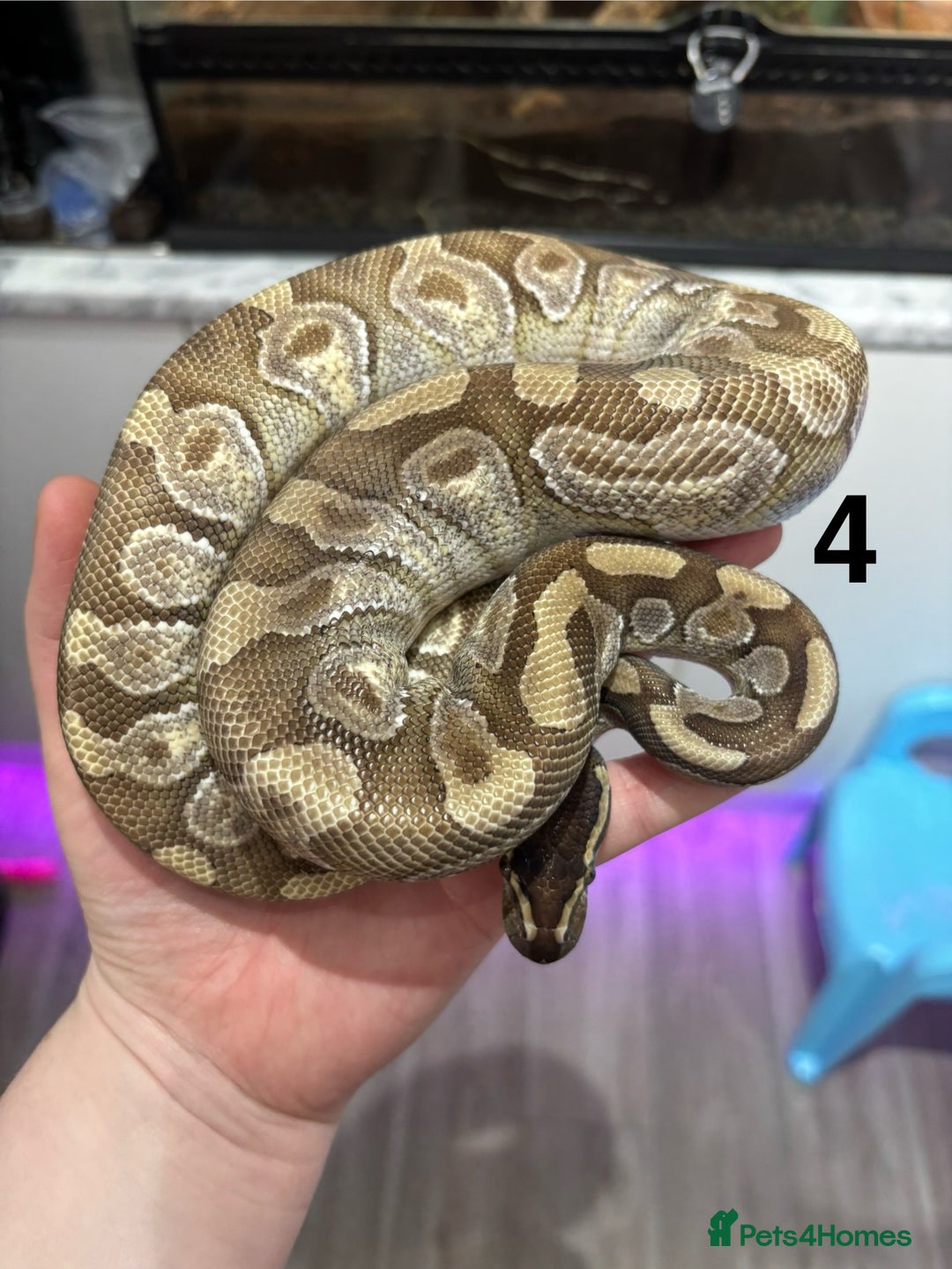 Mixed Breed reptiles for sale: Royal Pythons, Boa Constrictor & Beardie Babies - Image 3