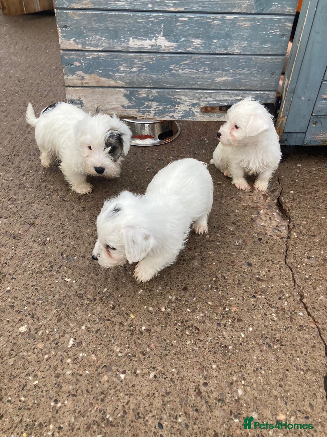 Mixed Breed dogs for sale: Lakeland crossed Sealyham terrier  - Advert 7