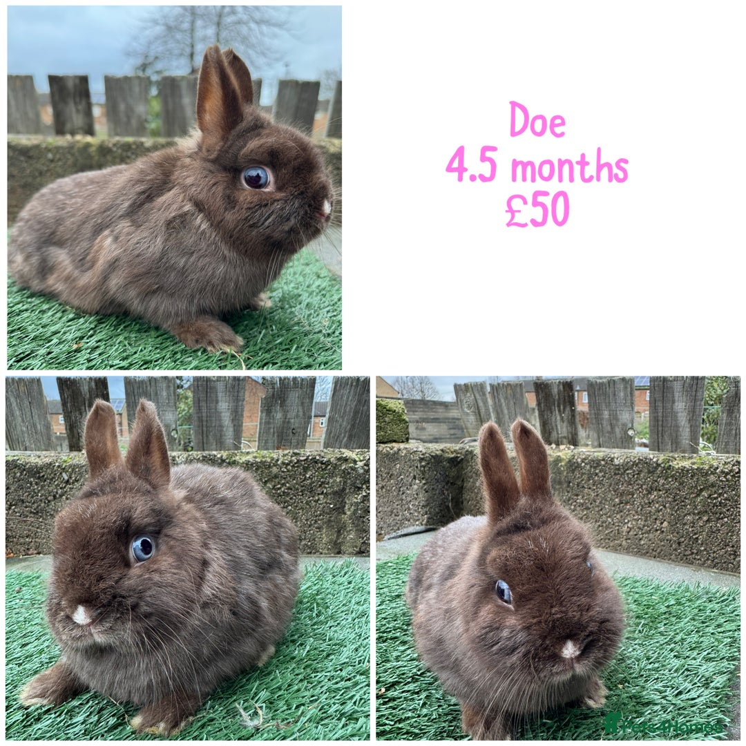 Netherland Dwarf rabbits for sale: Pure breed Netherlands dwarf  - Advert 3