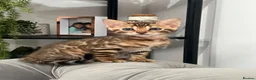 Bengal cats for sale: 💕Rosetted bengal kittens 💕 - Advert 22