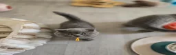 British Shorthair cats for sale: Championship Lines Bridgerton Litter - Advert 21