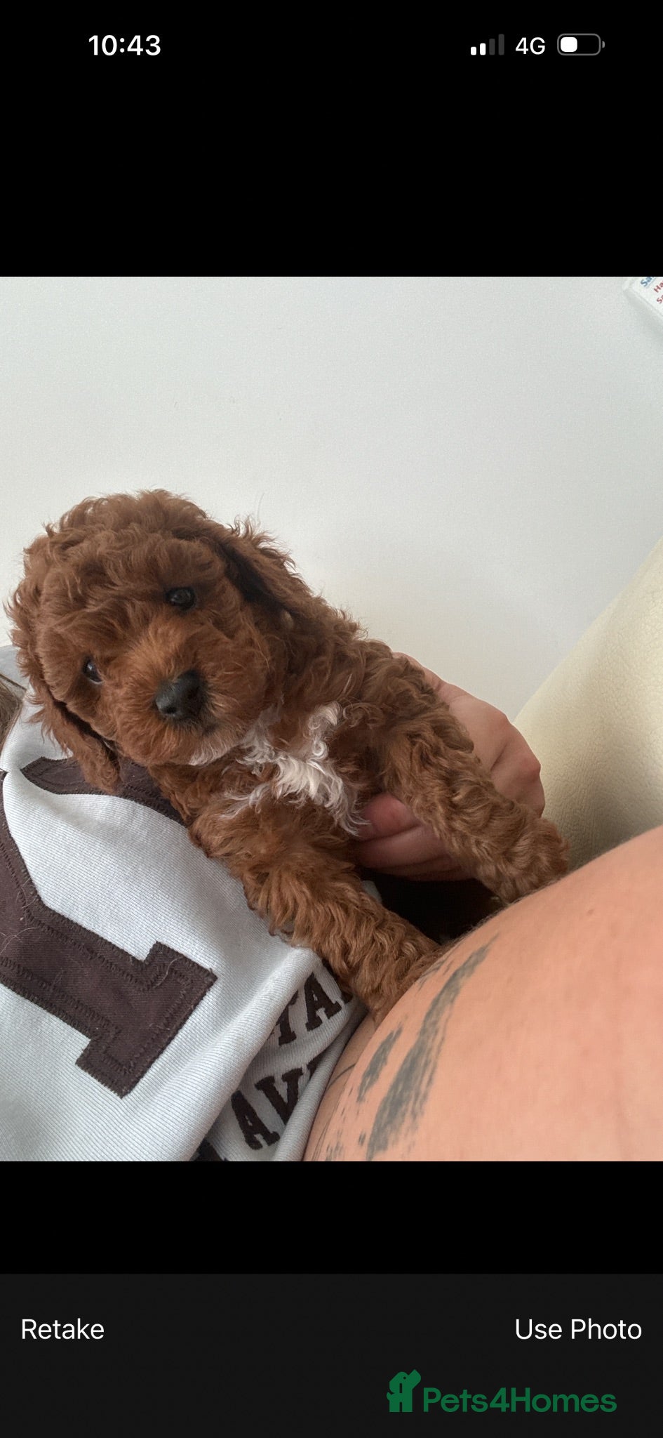 Toy Poodle dogs 🩷💙 Deep Red Toy Poodle Puppies 🌟 - Advert 13