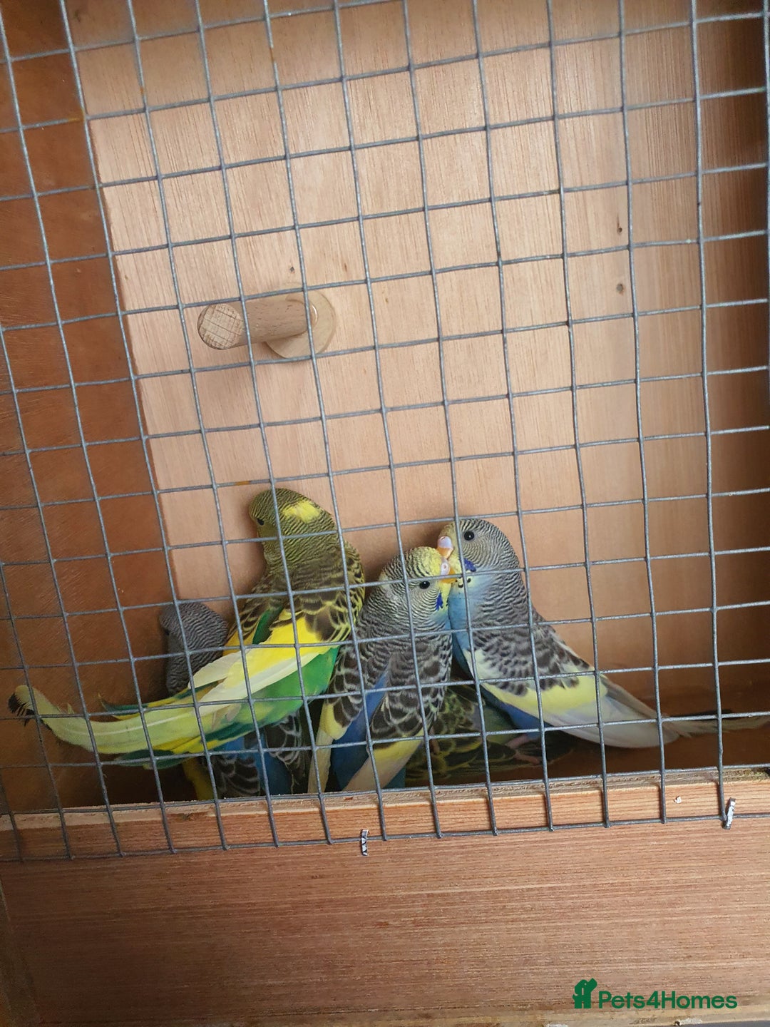 Budgerigars birds for sale: Baby budgies - Image 11