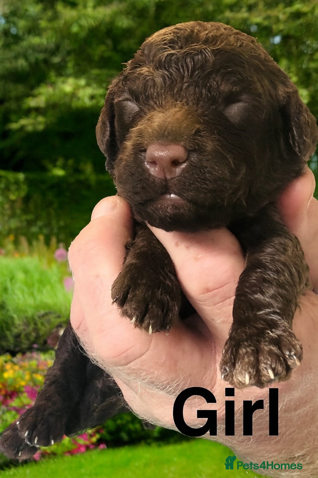 Cockapoo dogs for sale: DNA TESTED Cockapoo puppies, ready 22nd October  - Image 2