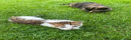 Mixed Breed cats for sale: Beautiful kittens for sale - Advert 12