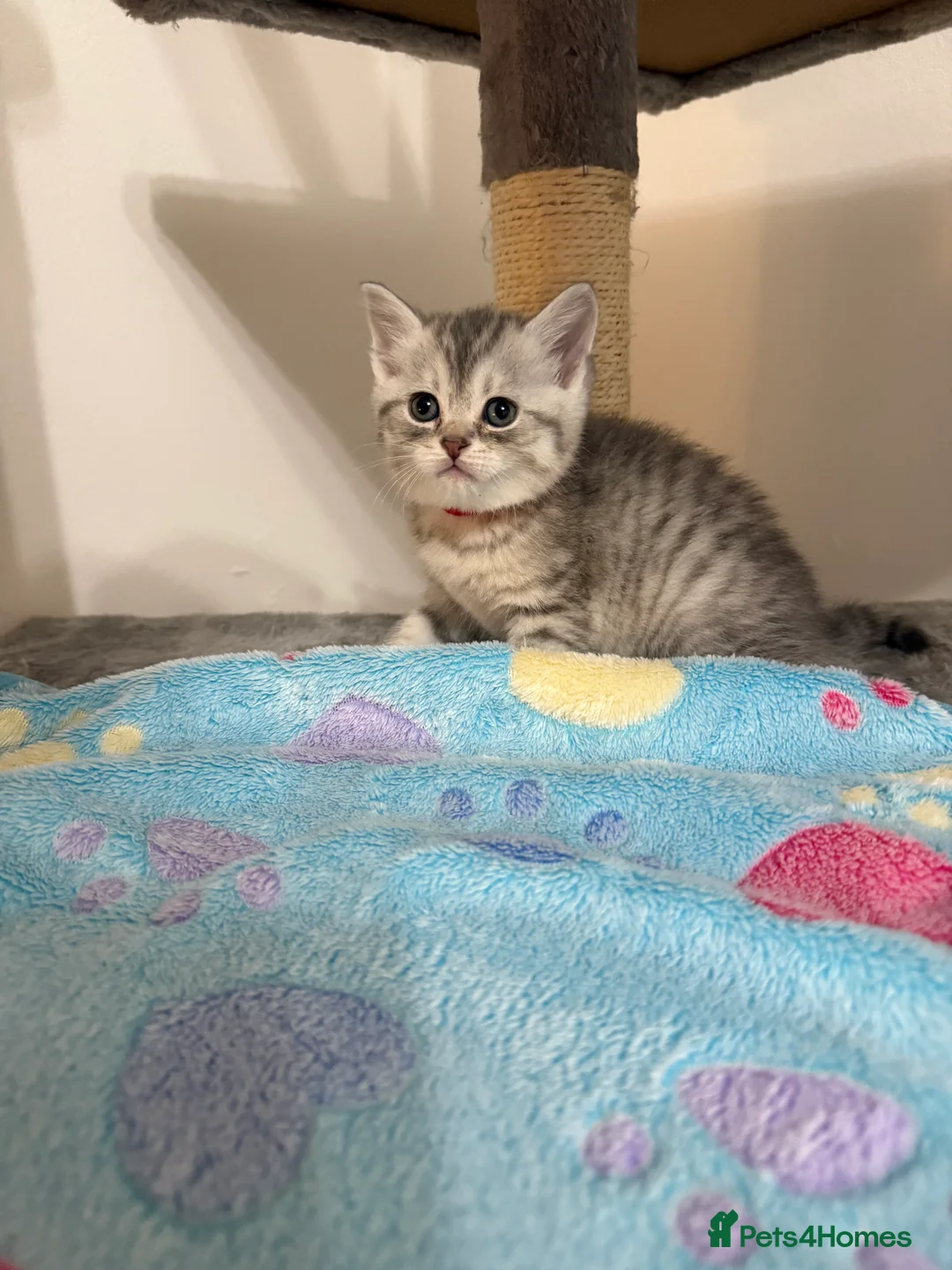 British Shorthair cats for sale: 4 British Shorthair kittens - Advert 11