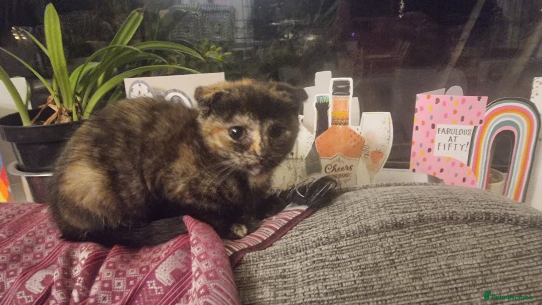 Munchkin cats for sale: Munchkin x Scottish Fold - Image 26