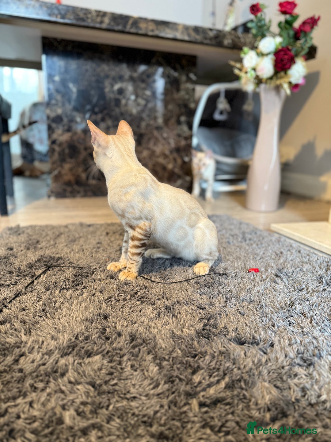 Bengal cats for sale: TICA registered snow lynx Bengal Kittens in Reading - Image 10