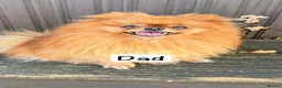 Pomeranian dogs for sale: Beautiful Pomeranian puppies in Burnley - Advert 8