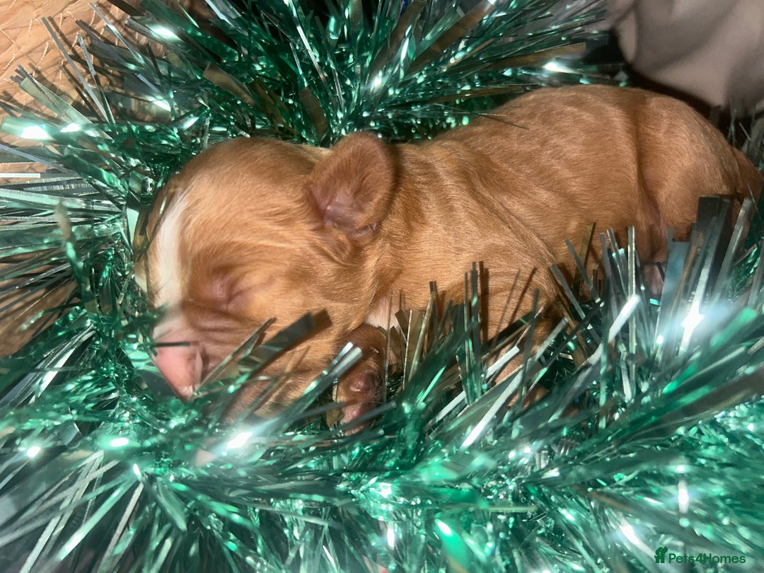 Cocker Spaniel dogs for sale: Cocker spaniel pups for sale  - Advert 7