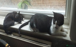 British Shorthair cats for sale: 3 lovely kittens search new homes  - Image 2
