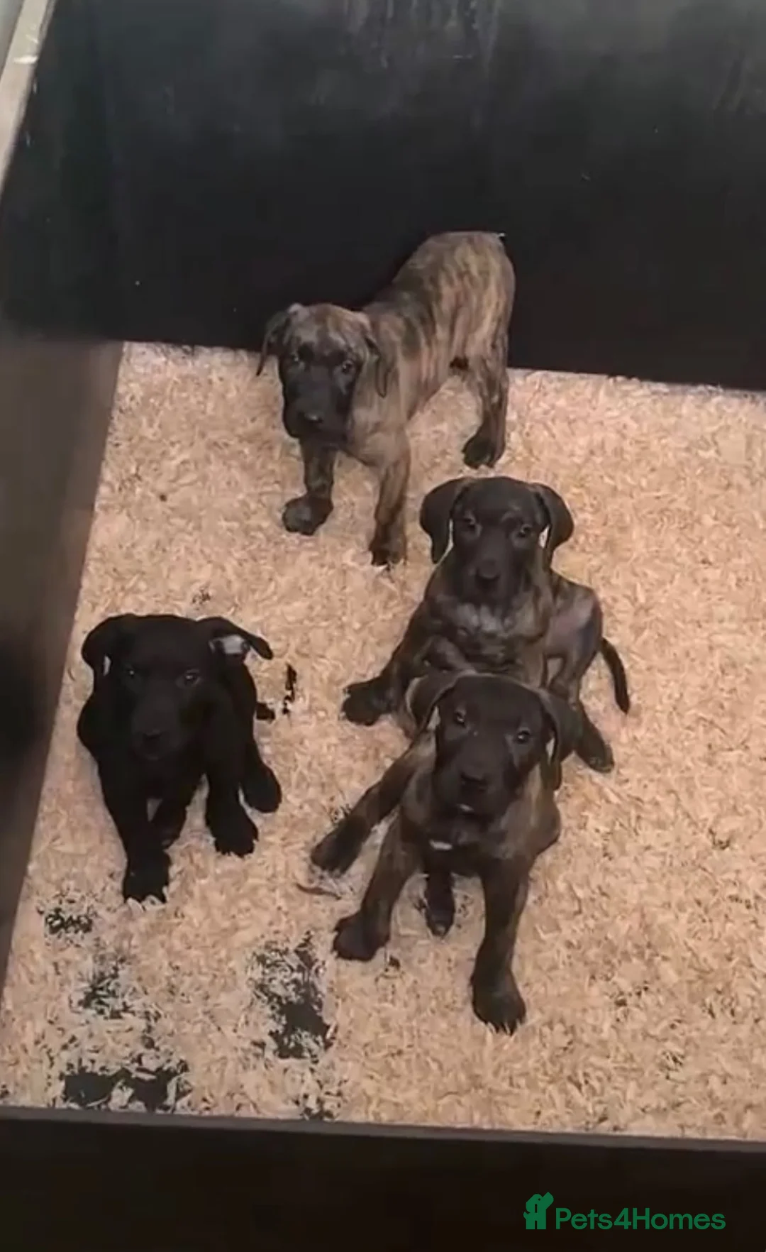 Presa Canario dogs for sale: 3 Pressa canario female pups - Advert 1