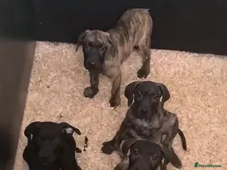 Presa Canario dogs 3 Pressa canario female pups - Advert 1
