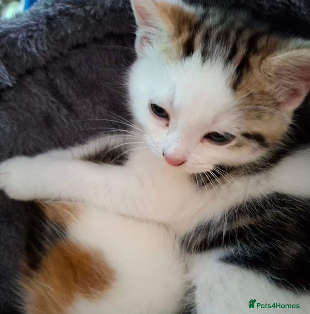 Mixed Breed cats for sale: 3 Adorable Fluffy Kittens - Image 27
