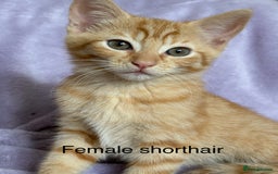 Mixed Breed cats for sale: Beautiful, friendly gingers! - Image 10