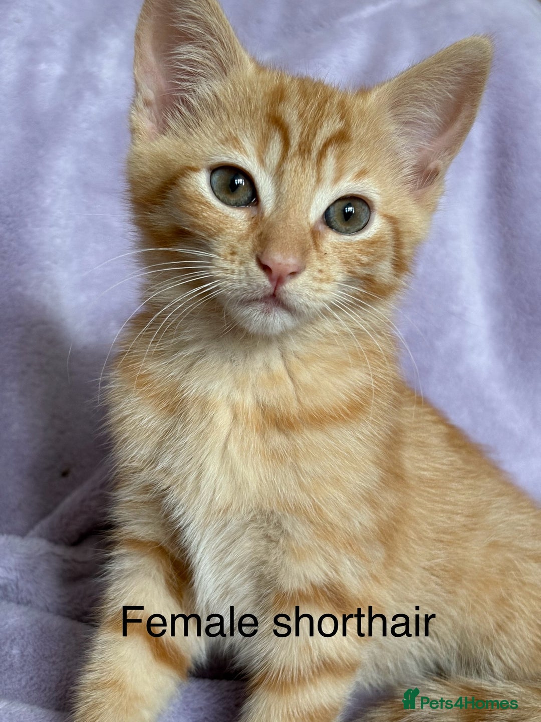 Mixed Breed cats for sale: Beautiful, friendly gingers! - Image 10