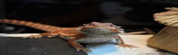 Bearded Dragon reptiles for sale: Red Morph Bearded Dragon  in East Grinstead - Advert 2