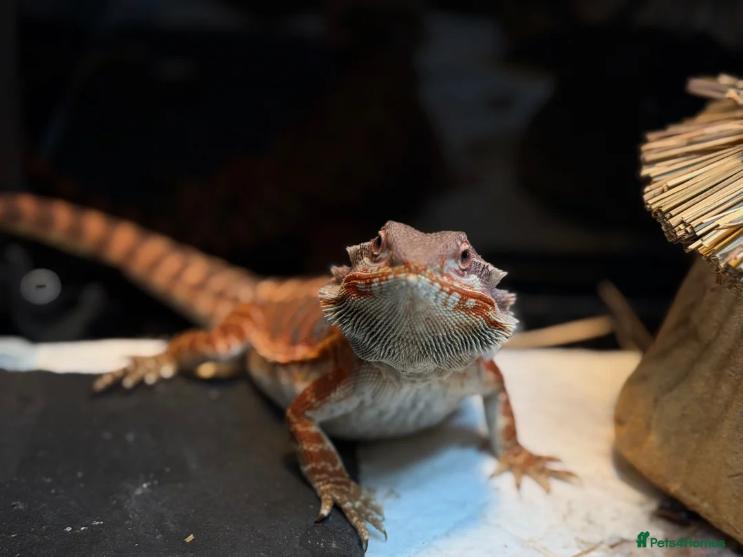 Bearded Dragon reptiles for sale: Red Morph Bearded Dragon  in East Grinstead - Advert 2