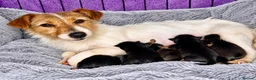 Jack Russell dogs for sale: Adorable Rough Coated Jack Russell Puppies  - Advert 1