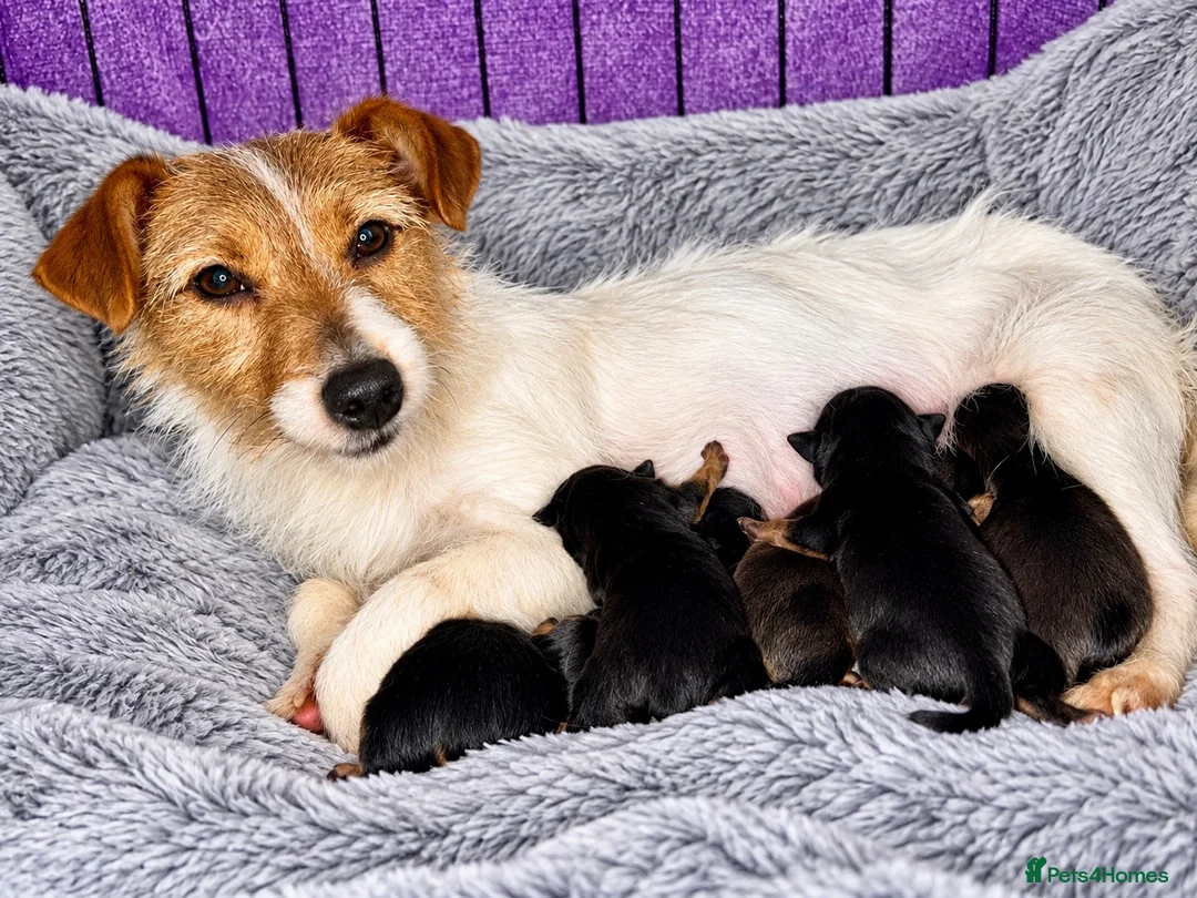 Jack Russell dogs for sale: Adorable Rough Coated Jack Russell Puppies  - Advert 1