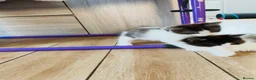 Turkish Van cats for sale: Stunning Turkish van mix READY NOW - Advert 19