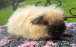 Guinea Pig rodents for sale: Guinea pigs, breed- Sheltie, Coronet, Texel,Merino - Image 2