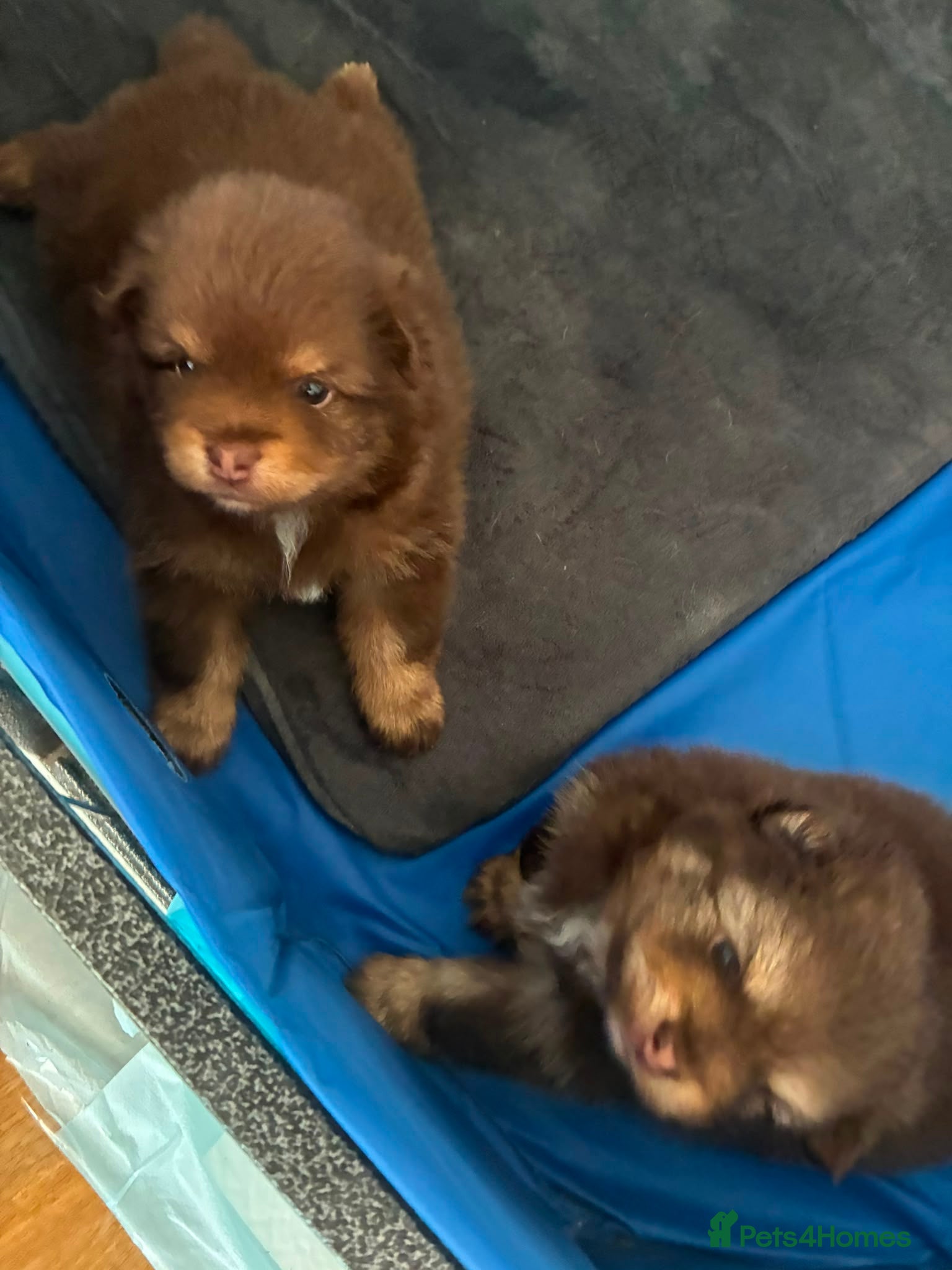Pomeranian dogs X2 boy Pomeranians for sale  - Advert 1
